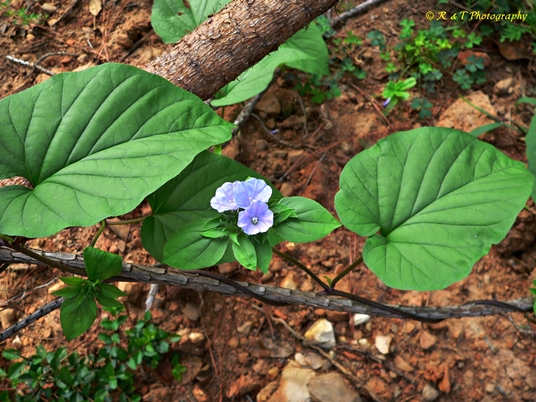{Jacquemontia tamnifolia}